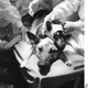 Última perro trasplantado por Demikhov en 1959. Wikimedia Commons